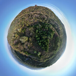 “野生”瓜草地