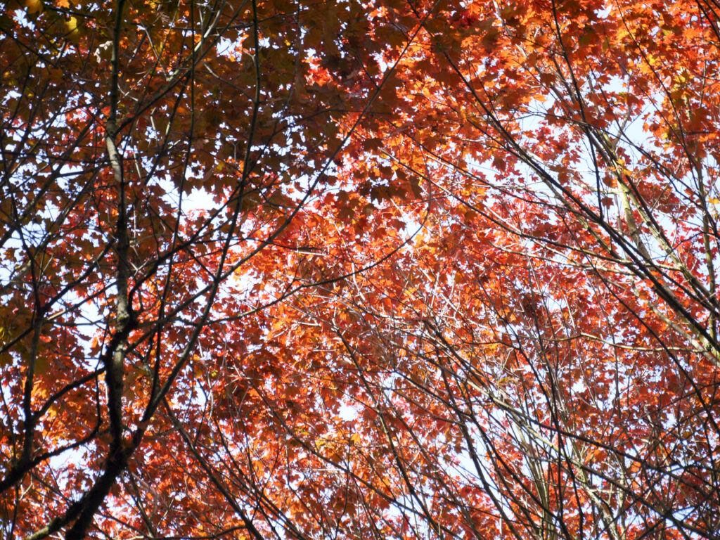 春天的红叶。2013年4月28日，摄于俄勒冈州波特兰市，Panasonic Lumix GF5