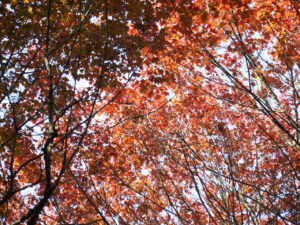 老照片：春天的红叶