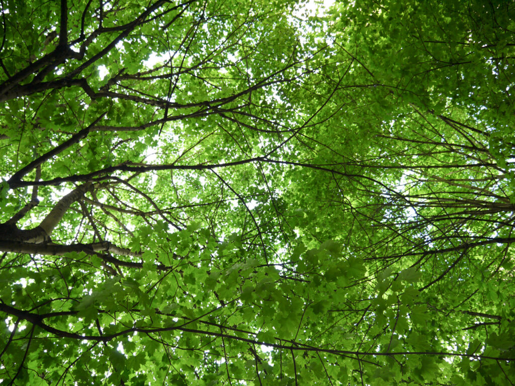 春天的绿叶。2013年4月28日，摄于俄勒冈州波特兰市，Panasonic Lumix GF5