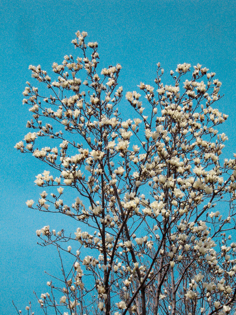 玉兰花开，2010年4月14日，Canon PowerShot S70