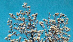 老照片：玉兰花开